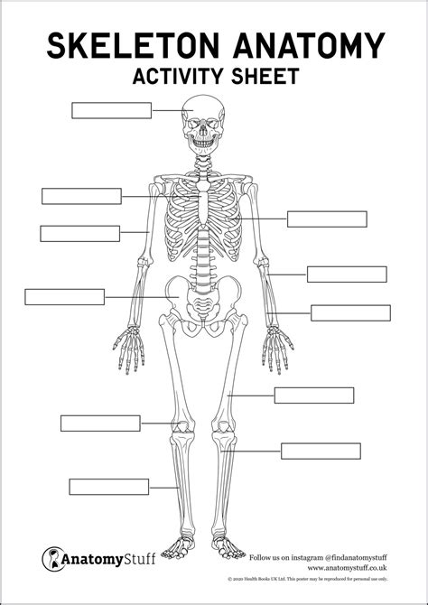 Skeleton Anatomy Activity Sheet Pdf Worksheets Library