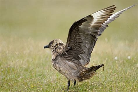 Arctic Skua | Bird Spot