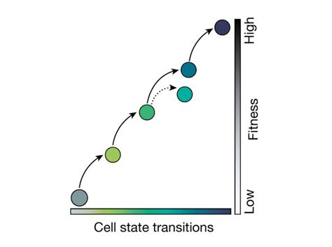 Itai Yanai ‘resistance Continuum Of Resistant Phenotypes Of Cancer