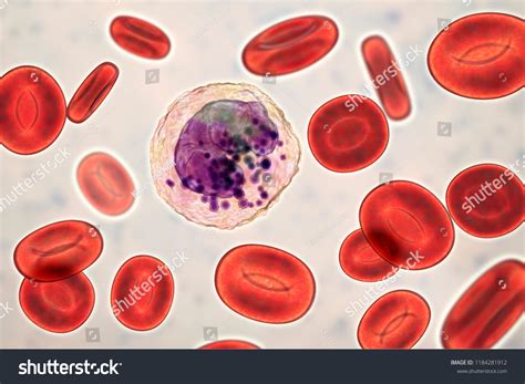 Basophil White Blood Cell 3d Illustration Stock Illustration 1184281912