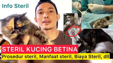 STERIL KUCING BETINA Prosedur Steril Kucing Betiana Manfaat Dan