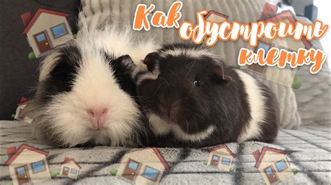 Как обустроить клетку для морских свинок|что должно быть в клетке у ...