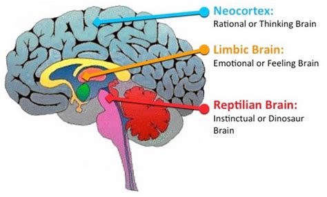 Alexia De La Morena El Cerebro Primitivo Es Veces M S R Pido Que