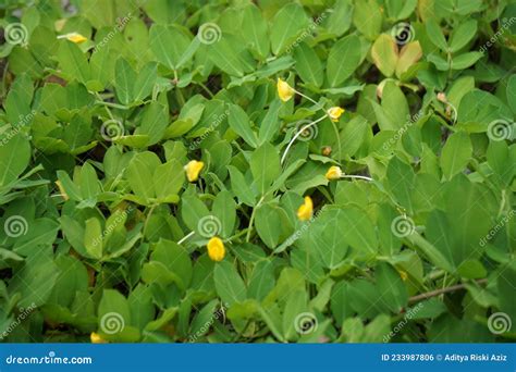 Arachis Pintoi Pinto Amendoim Com Fundo Natural Foto De Stock Imagem