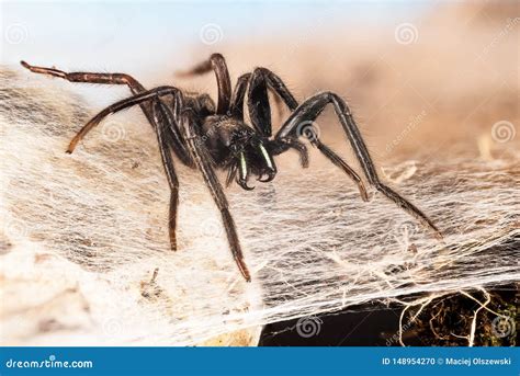 Tube Web Spider, Green-fanged Tube Web Spider, Segestria Florentina ...