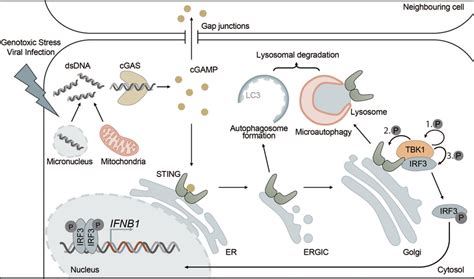 The Cgas Sting Pathway Is Directly Connected To Autophagy Cgas Sting