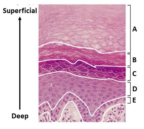 Layers of the Epidermis Diagram | Quizlet