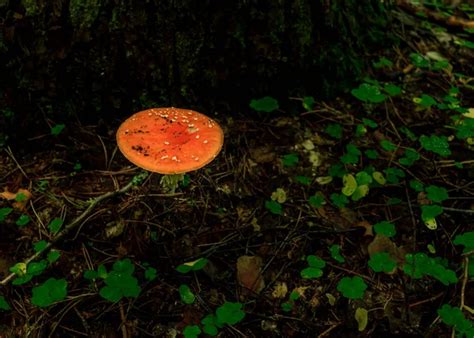 Amanita Explore Fotos De Stock Im Genes De Amanita Explore Sin