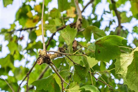 How To Grow And Care For A Sycamore Tree Trimmed Roots