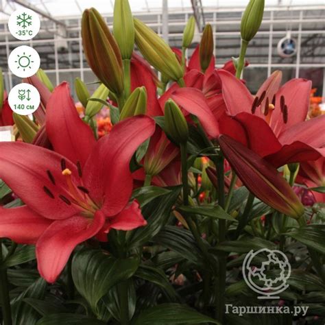 Лилия Коларес ЛА-гибрид/2шт купить в Москве по низкой цене - интернет ...