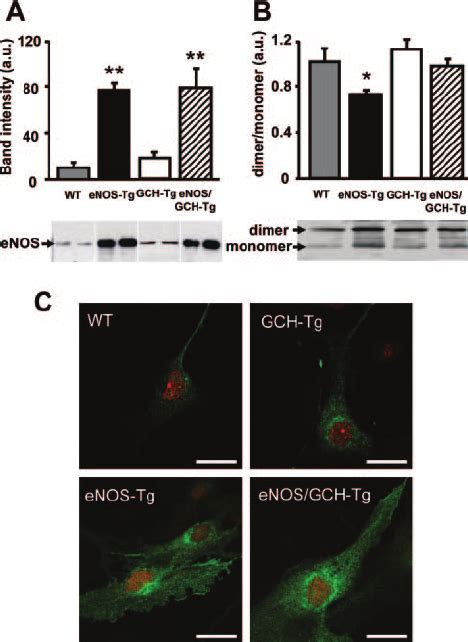 Immunoblotting With A Murine Anti Enos Monoclonal Antibody To Detect Download Scientific