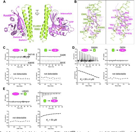 Figure From Structural Basis Of Elks Rab B Interaction And Its Role