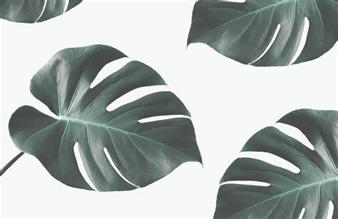 Monstera Leaves Wallpapers - Wallpaper Cave