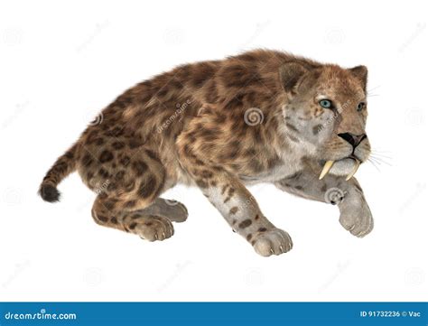 3d Rendering Saber Tooth Tiger On White Stock Illustration