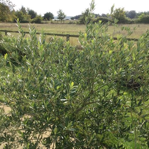 Olea Europaea Correggiola Olive Tree Correggiola Uploaded By