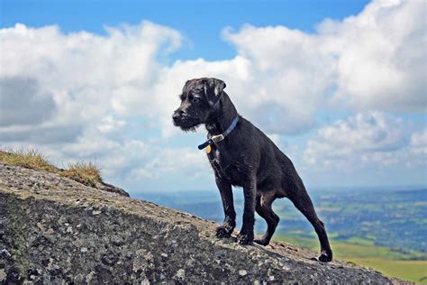 Patterdale Terrier Dog Breed Information And Characteristics