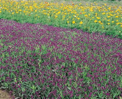 Perennial Verbena Seeds | Verbena bonariensis & V. rigida | Flower Seeds