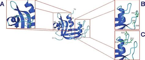 Ribbon Representation Of The Three Dimensional Structure Of Hp Rnase Download Scientific