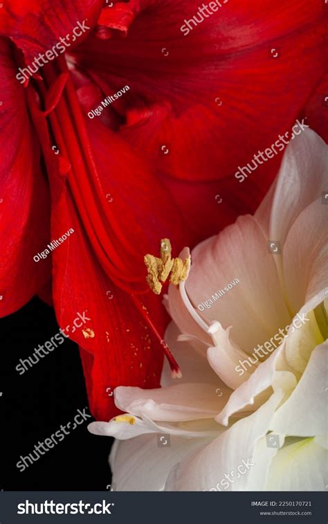 62 207 Beautiful Passionate Sex Royalty Free Images Stock Photos Pictures Shutterstock