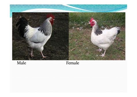 Identification of various breeds of poultry