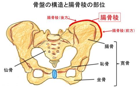 無料ダウンロード 腸骨図 302196 Jpsozaiffua