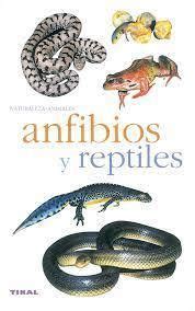 Cual Es La Diferencia Entre Un Reptil Y Un Anfibio Brainly Lat