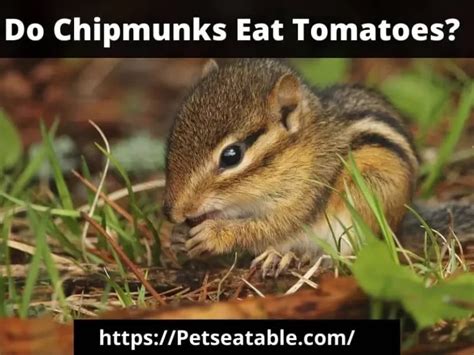 Do Chipmunks Eat Plants? A Detailed Overview About The Plant’s Intake ...