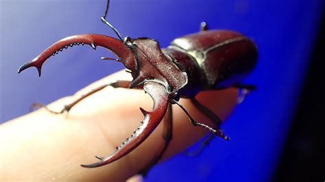 Pinched By A Giant Stag Beetle YouTube