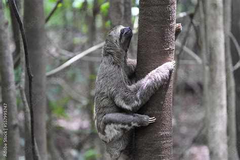 The three-toed or three-fingered sloths are arboreal neotropical ...