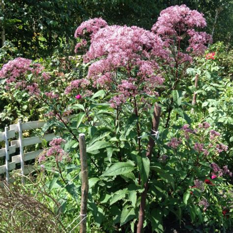 Zobacz W Tek Sadziec Purpurowy Eupatorium Purpureum