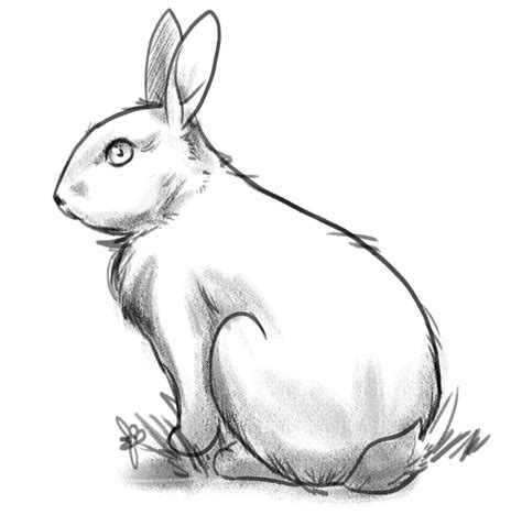 Bunny Drawing In 7 Easy Steps [Video + Illustrations]