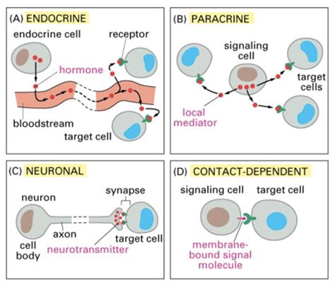 Intercellular Communications Flashcards Quizlet