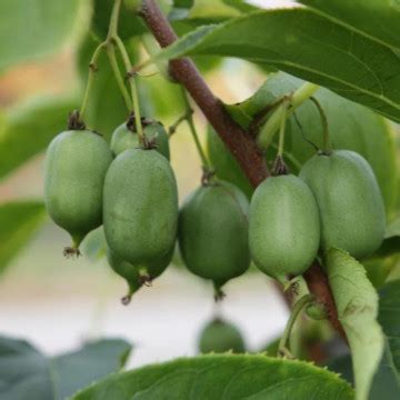 Kiwi Issai Actinidia Arguta Issai Ghiveci L