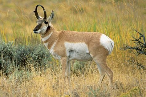 Grand Teton National Park Wildlife Spotting - Jackson Hole Traveler