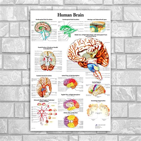 Brain Anatomy Poster