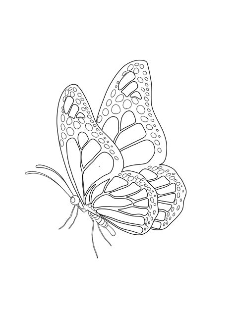 Pin by Alexssander on Tattoo | Butterfly drawing, Butterfly with ...