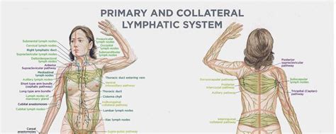 Importance Of Lymphatic Health Lymphatic System Lymphatic Massage