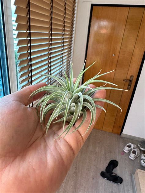 Tillandsia Ionantha Maxima Huamelula Air Plant Furniture Home Living