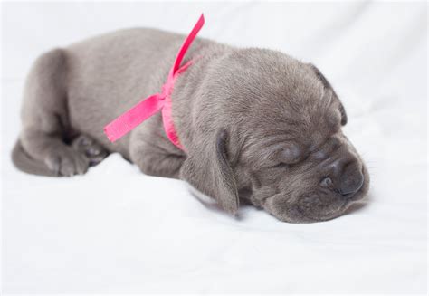 See the Cutest Photos of Puppies Sleeping | Reader's Digest