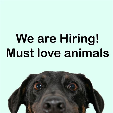 animal lovers at dog pounds near me call for more volunteers 39