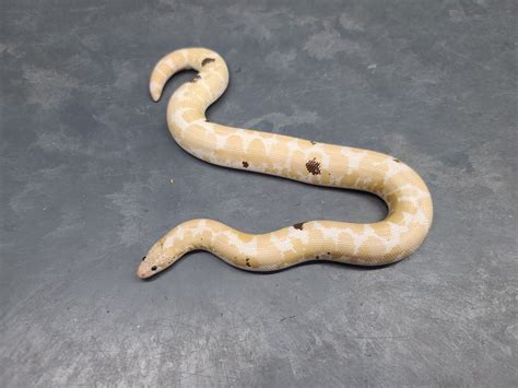 Snow Paradox Kenyan Sand Boa By Noble Reptiles Morphmarket