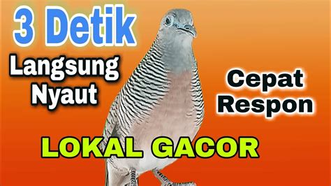 Pancingan Burung Perkutut Lokal Gacor Yang Belajar Bunyi Hitungan Detik