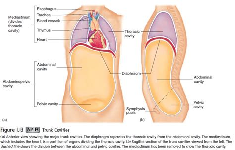 Size Form And Location Of The Heart