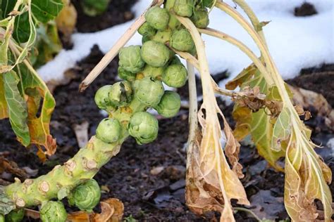 19 Common Brussels Sprouts Plant Problems How To Fix Them Solutions And Treatment