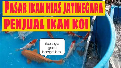 Penjual Ikan Koi Murah Pasar Ikan Hias Jatinegara Vlog Youtube