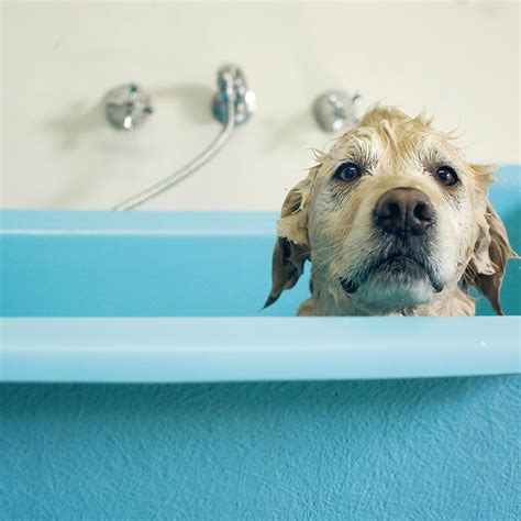 Why Do Golden Retrievers Stink