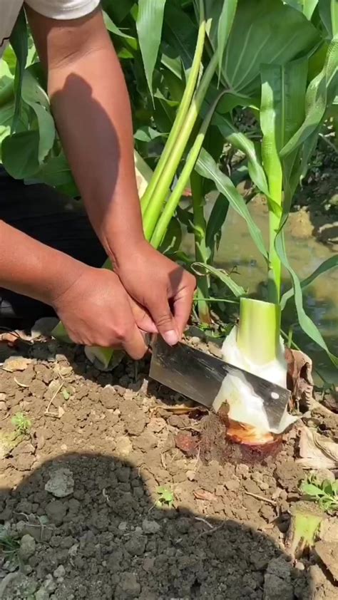 真材实料才能做出好味道 荔浦芋头刘罗锅 舌尖上的美食 家乡特产好吃的 凤凰网视频 凤凰网