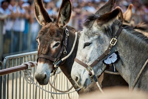 Torrita Di Siena Verso La Corsa Del 66 Palio Dei Somari