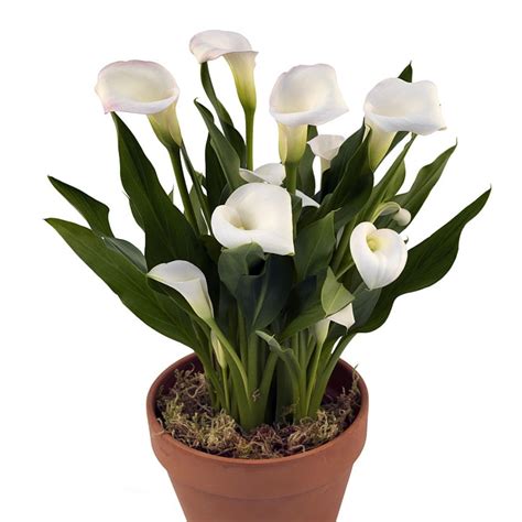 Crystal Clear Calla Lily Bulb Plus Hirts Bulb Food Grow Indoors Or