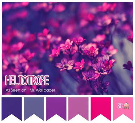 Inspire Sweetness!: Heliotrope - Color Palette | Color palette, Color ...